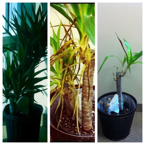 My not-so-green thumb (Taken with Instagram at Perkins &amp; Associates)