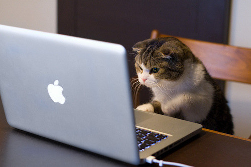 hazor:

working cat (by neko-yanagi)