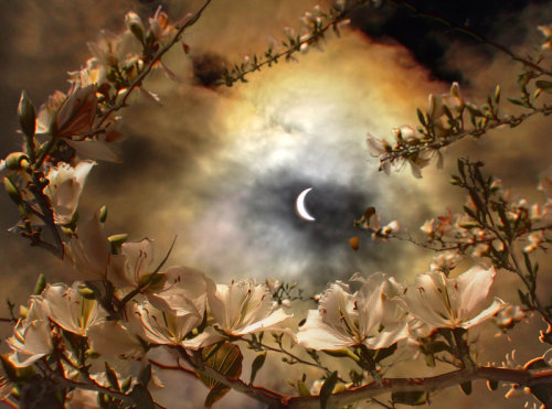 shadesblood:

Eclipse by ahermin
This is amazing~
