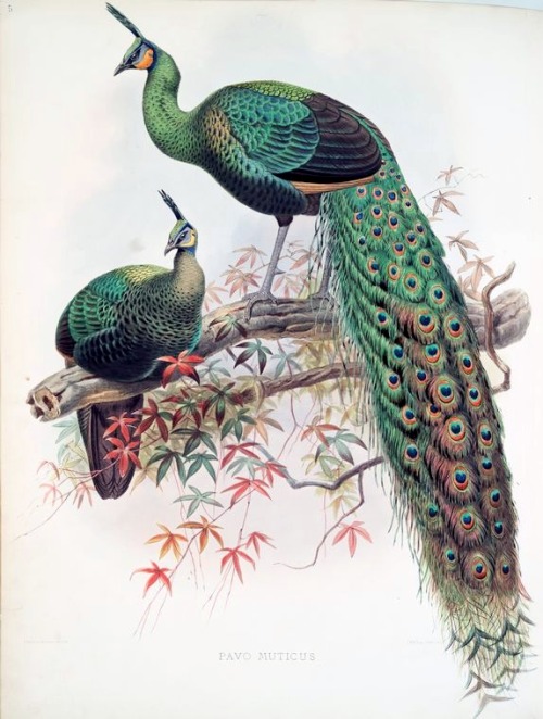 rhamphotheca:

Green Peafowl (Pavo muticus)
from A monograph of the Phasianidae, Family of the pheasants, 1872, by Daniel G. Elliot
