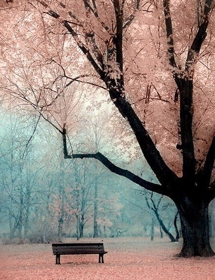 tumblr_ltej71x8JJ1qdv1pko1_500_large.jpg (park bench,pink,blue,trees)