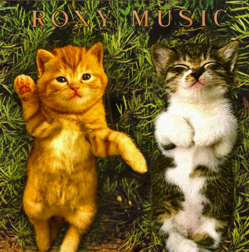 Roxy Kittens