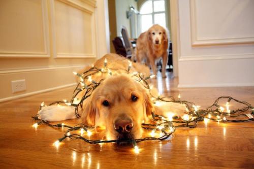 wrapped in christmas lights photography. My second favorite part about the Christmas season is photos of dogs wrapped 