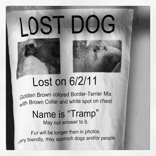 Name is &#8220;Tramp&#8221; (Taken with instagram)