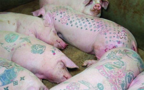 tagged jeffree star louis vuitton pigs tattoos