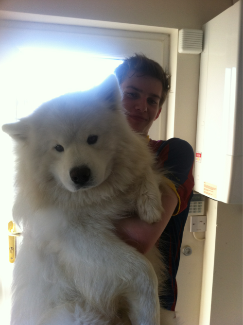 big white fluffy dog samoyed