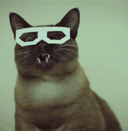cat meow dubstep cat nice shades dog i mean cat