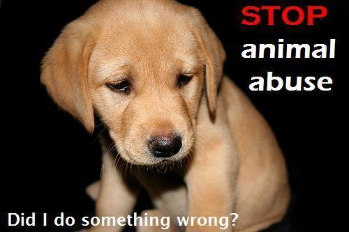 go-hardd:

c-a-v-e-r-n:

PLEASE rise against animal cruelty &lt;3
Watch this video
Watch it, even if you’re a bit queasy. Its extremely sad, to see the world we live in right now :( They are tortured and butchered in China every year and this makes me cry D: After watching, see if you can forgive yourself for using animal products and STILL not sign the petition? SIGN THE PETITION GUYS AND REBLOG THIS TO SPREAD AWARENESS! &lt;3 Its just a picture, do it. Whatever blog style you are. If you have a heart, HELP THEM. How does it matter on how your blog looks after seeing how they are treated? Please do it D:

Omg
