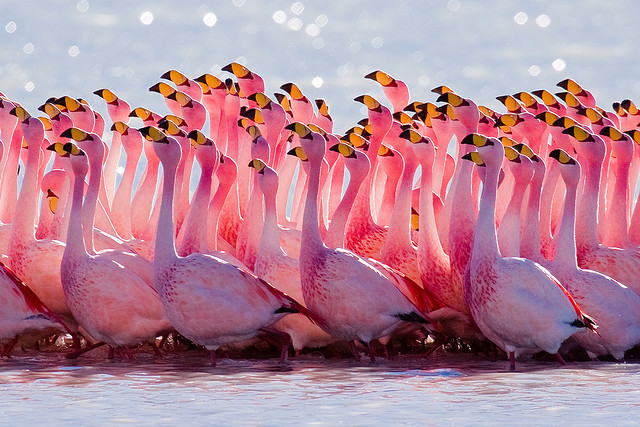 t-e-l-e-p-a-t-h-y:

Forever reblog Flamingo’s
