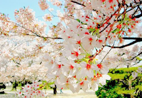 Cherry Blossoms, Sakura, Japan
 photo via redsungiant