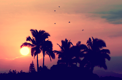 Beach Sunset Palm Tree Tumblr