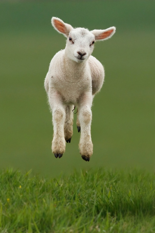 Levitating Lamb