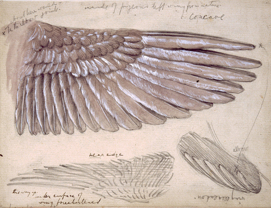 Edward Burne Jones Drawing of Wings