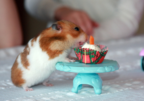 mrskitten:Cute Overload Happy Birthday to me, I’m a pocket Pet, Squee! My one wish this birthday? Send a carrot to me!