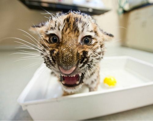(via Tiger Cub Goes from the Hospital to the Kiddie Pool! - ZooBorns) 