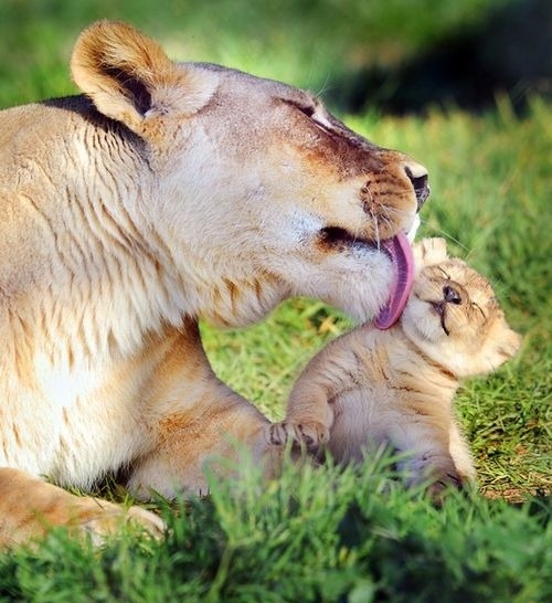Baby Lions with Their Mothers