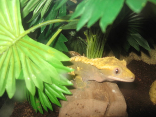 Caring for Crested Geckos
