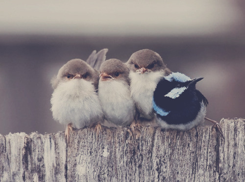 angry birds?