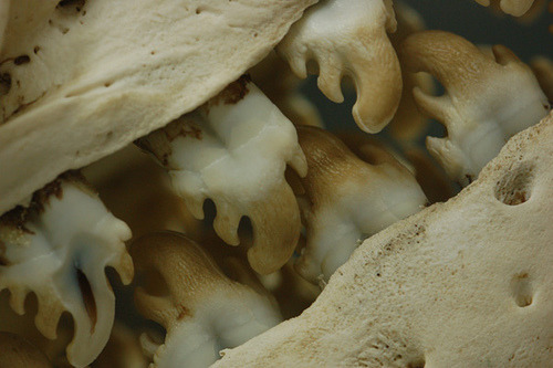 Crabeater Seal teeth