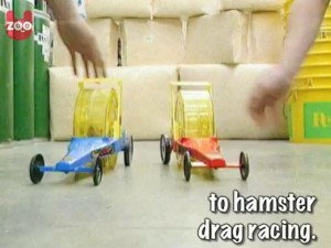 Hamster Drag Race: Corridas de Roedores!