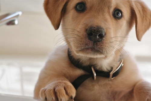 dog cute adorable puppy PRECIOUS golden retriever 