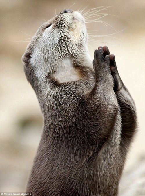 llbwwb :Dear Otter God. by Carter News Agency 